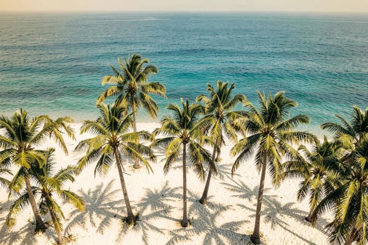 Uma vista aérea de uma praia com coqueiros e o mar azul.
