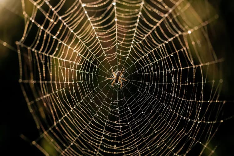 Uma teia de aranha com uma mosca presa.